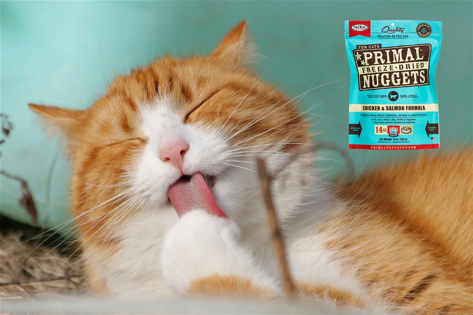 Cat enjoying primal nuggets food