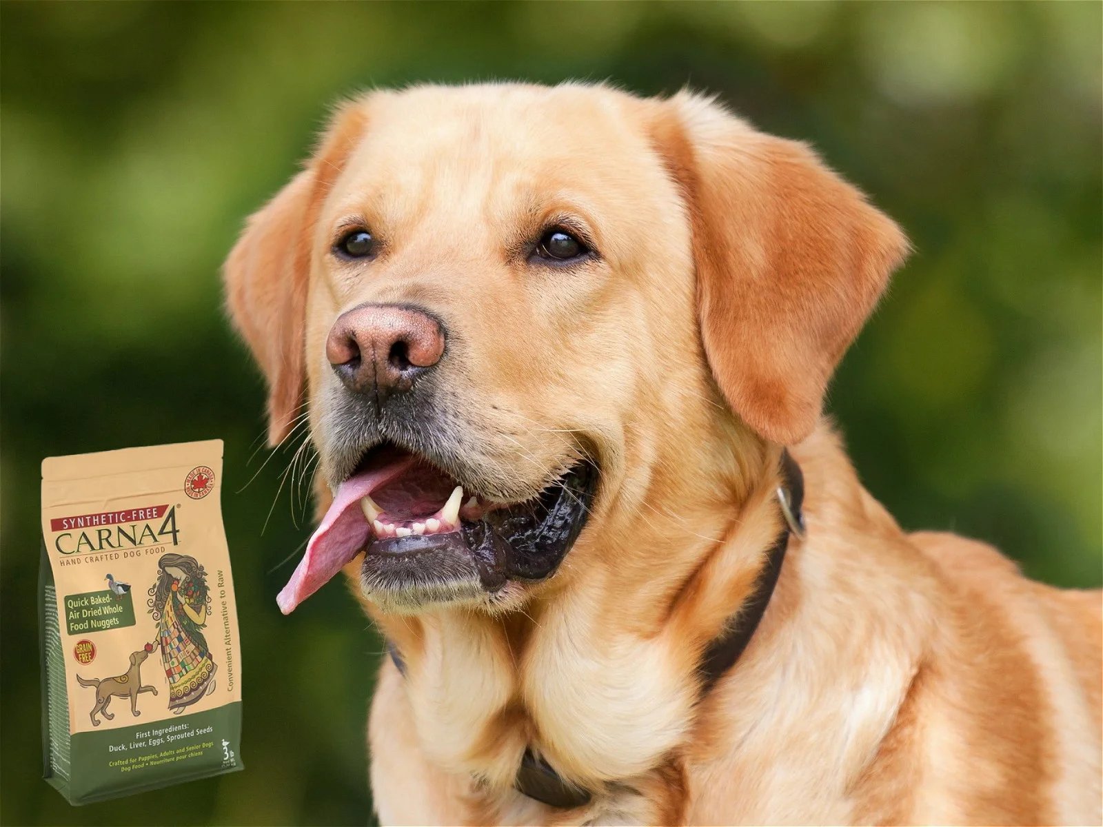 Labrador retriever with Carna4 dog food